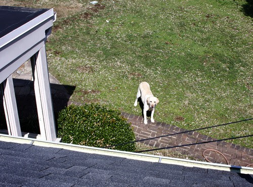 tiny.dog