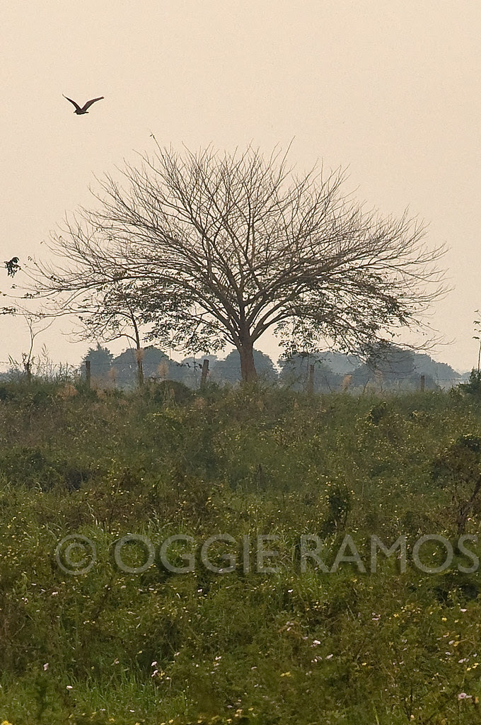 Candaba - Leafless Tree and Hovering Bird