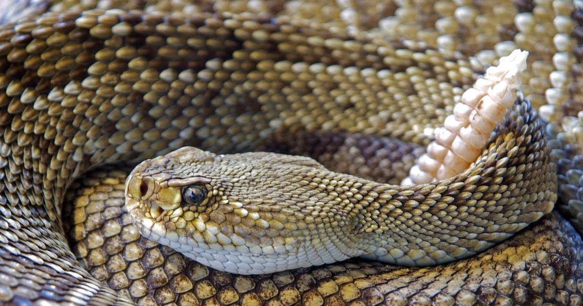 Ejemplos De Reptiles Del Ecuador