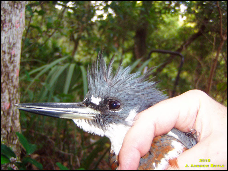 Belted Kingfisher Belted Kingfisher