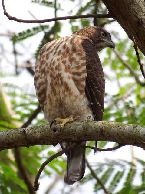 鳳頭蒼鷹/無限台南