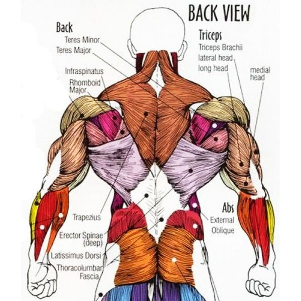 View Anatomy Back Muscles Quiz Gif | ikolouyt