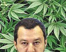 Risultati immagini per La droga dellâignoranza, Salvini e la zia Marijuana.