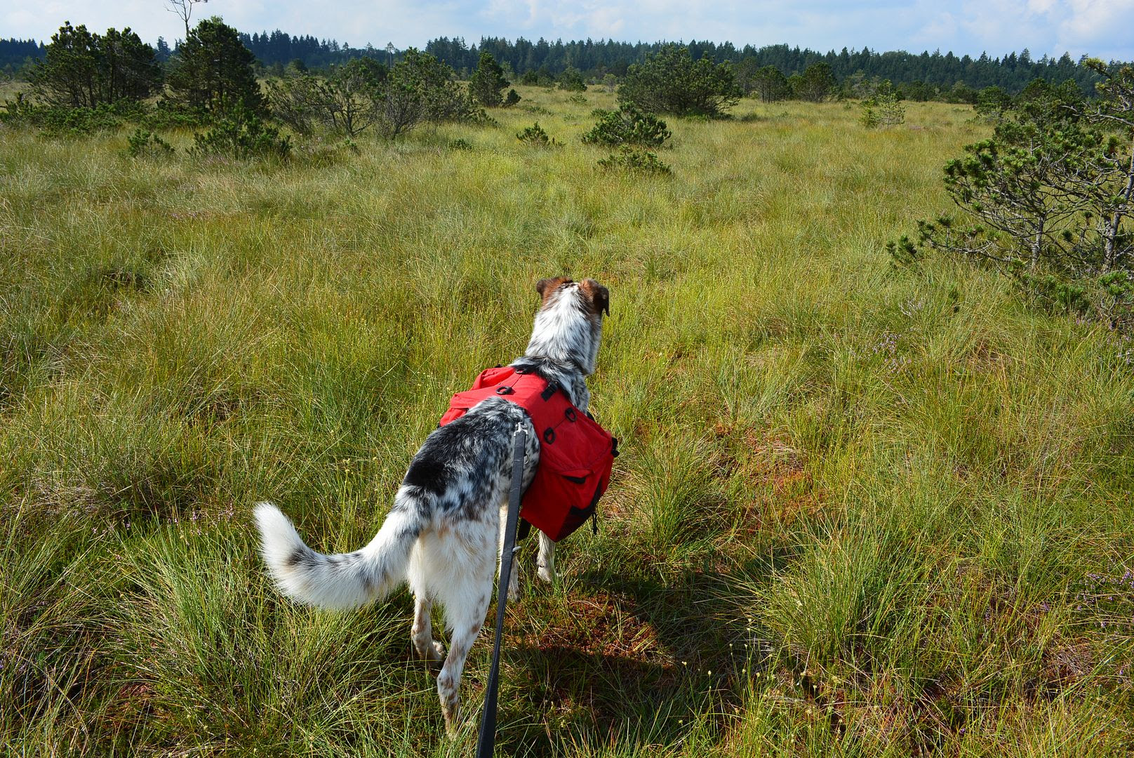 packtasche_hund — Der Hundeblog