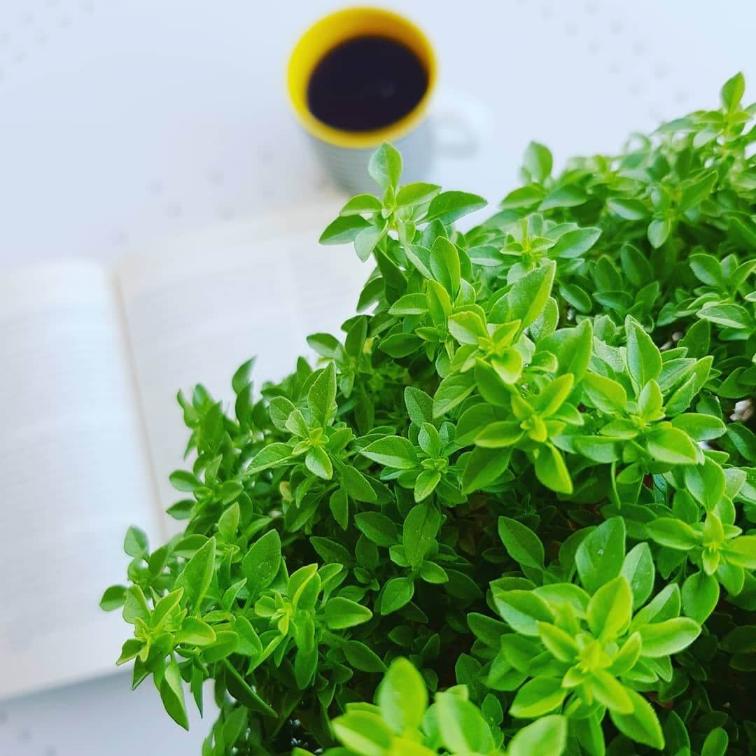 Yesil Yaprakli Ev Cicekleri Isimleri