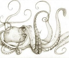 Octopus Drawing Realistic Strikerins