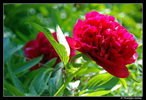 DSC_0099-border