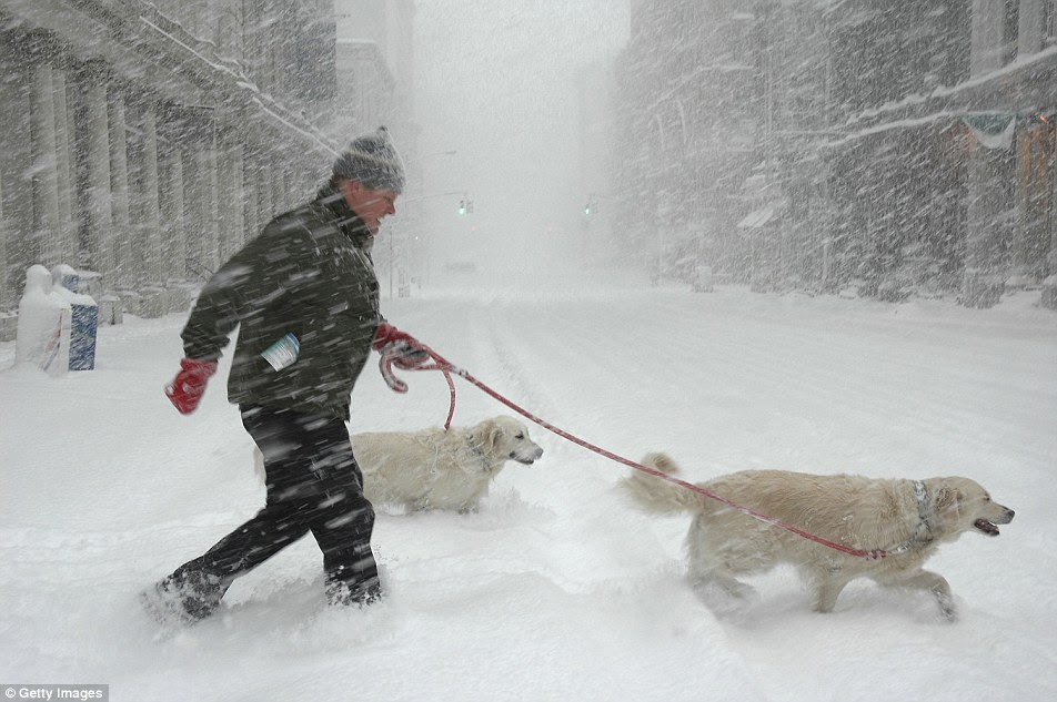 Record-holder: A storm in 2006 which dropped almost 27inches of snow in New York City is the current record-holder. Above, a man walks his two golden retrievers through the blizzard