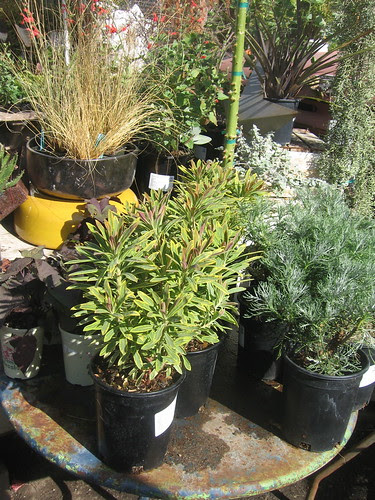 Euphorbia and native grasses