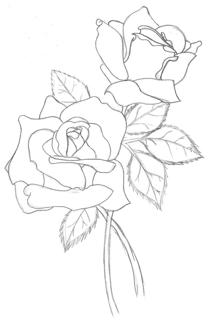 Rose Flower Tree Drawing