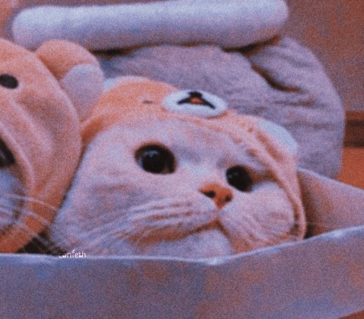 Three Matching Pfp Cats - Zetta Wallpaper