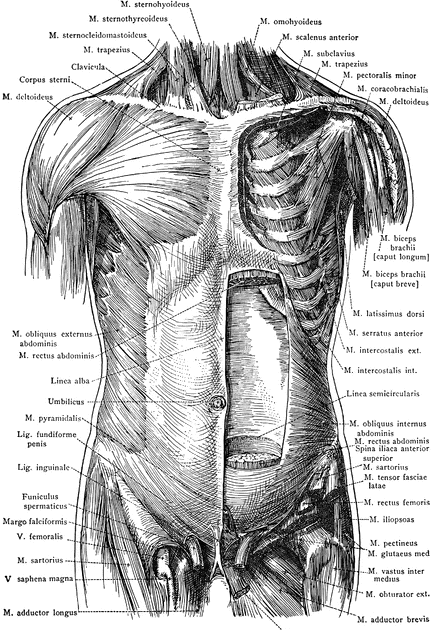 Torso Anatomy Diagram / Human Body with Organs | Body diagram, Human