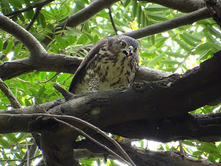 鳳頭蒼鷹/無限台南