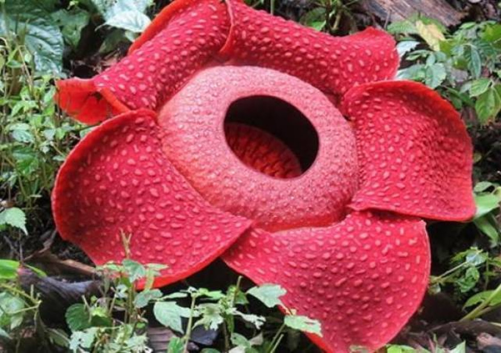 Fantastis 30+ Gambar Gambar Bunga Raflesia - Gambar Bunga Indah