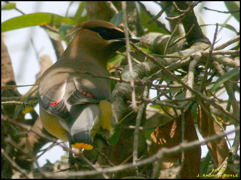 Cedar Waxwing Cedar Waxwing