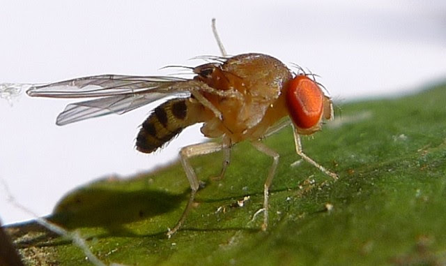 drosophila-fruit-fly-flickrjohn-tann