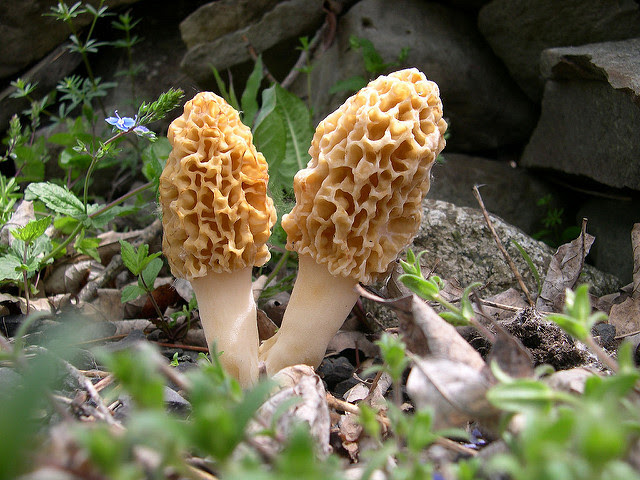 Image result for morel mushrooms pictures