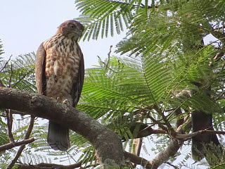 鳳頭蒼鷹/無限台南