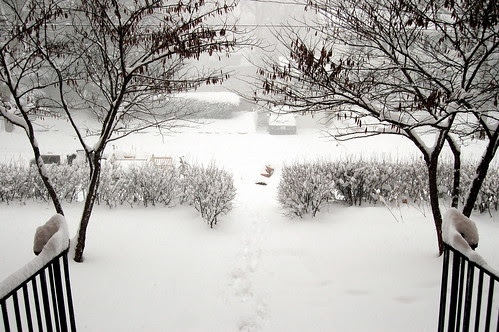 snow/front yard