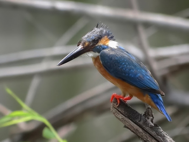 翠鳥/無限台南