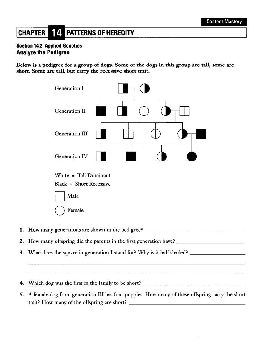 Patterns Of Heredity And Human Genetics Worksheet Answers Nidecmege