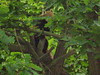 Red Panda