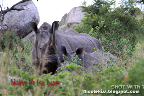 black rhino hiding
