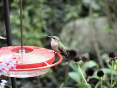 HummingbirdFeeder4