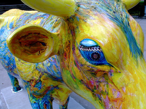 Cows
