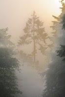 California Redwoods - Coast Highway Fog