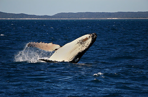 Humpback Whale, Hervey Bay, Queensland, Australia IMG_5751_Humpback_Whale