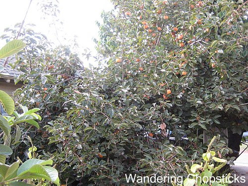 Persimmon 1