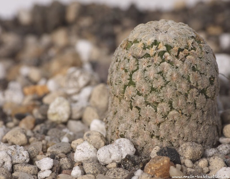 Turbinicarpus valdezianus ssp. albiflorus