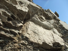 fossil juts