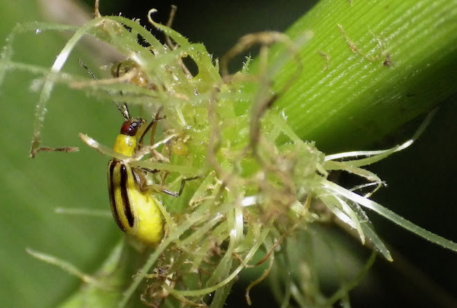 Adult corn rootworm beetle on a corn plant. Image: Sarah Zukoff/Flickr 