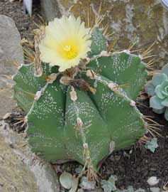 http://fichas.infojardin.com/foto-cactus/astrophytum-ornatum.jpg