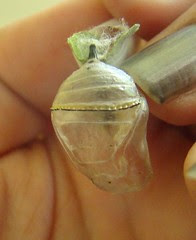 Empty Chrysalis