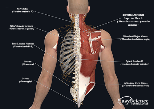 Human Body Anatomy Lower Back - Anatomy > E > Flashcards > Muscle