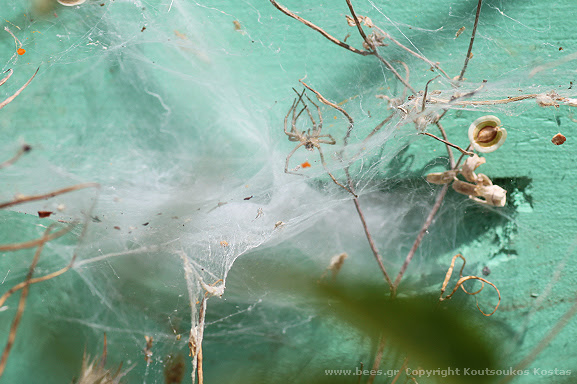 spider web