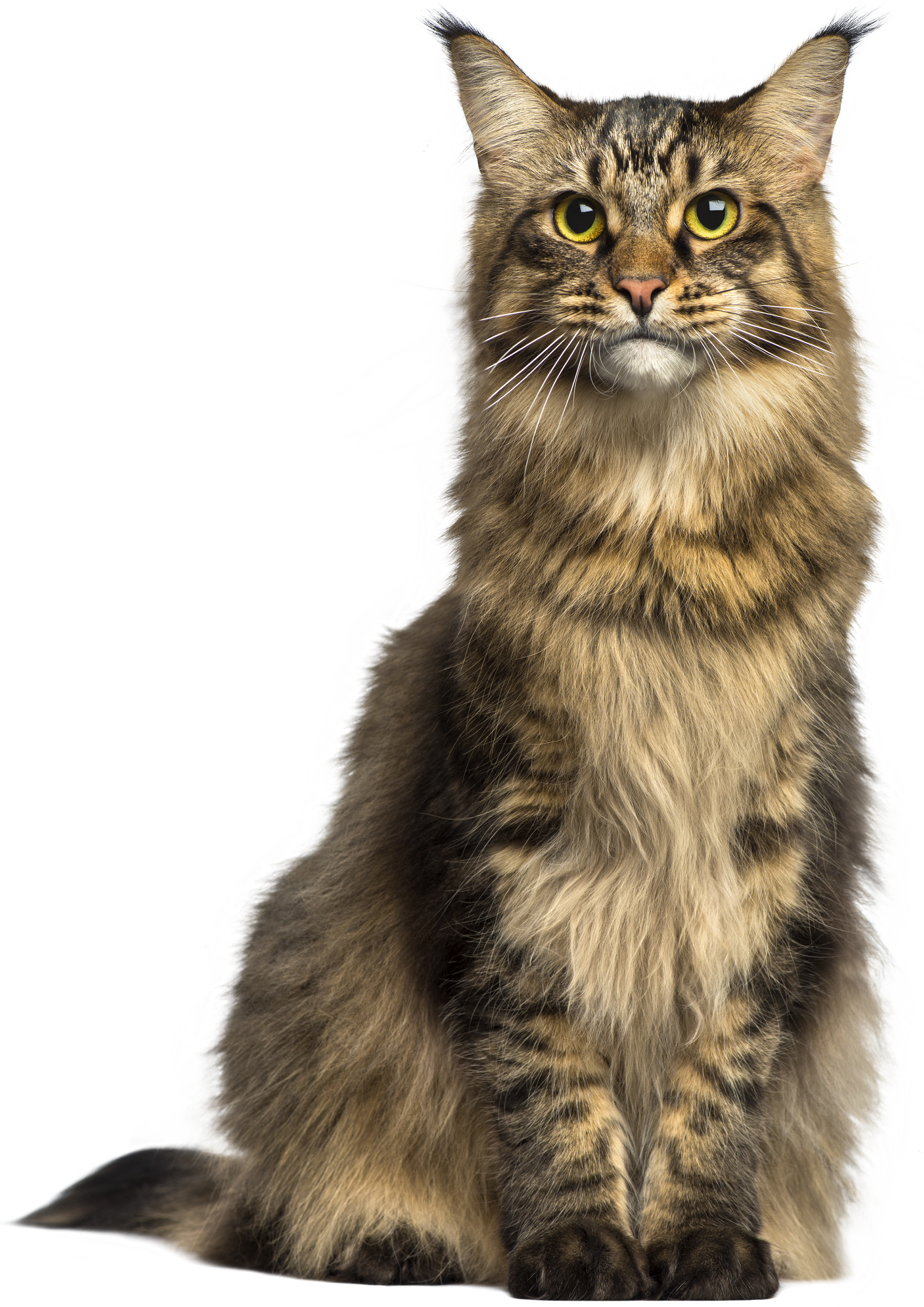 Cats png free images, download