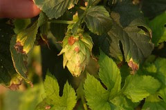Withered hops