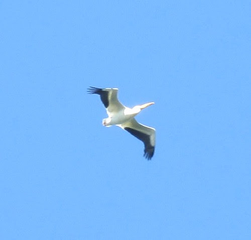 Pelican Flying Overhead