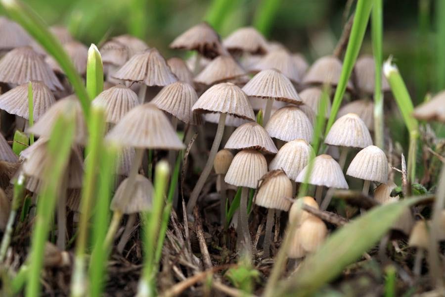 Psilocybin Mushrooms New York - All Mushroom Info