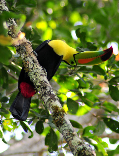 Keel Billed Toucan
