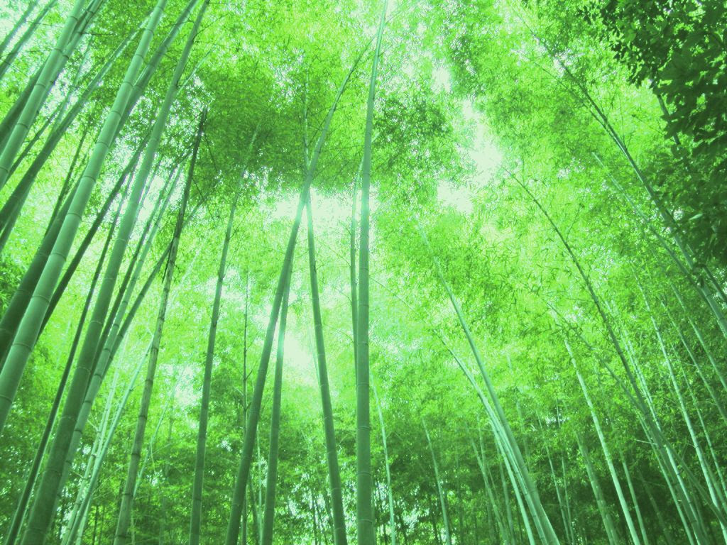 ベスト 壁紙 竹 Kabegamiiki