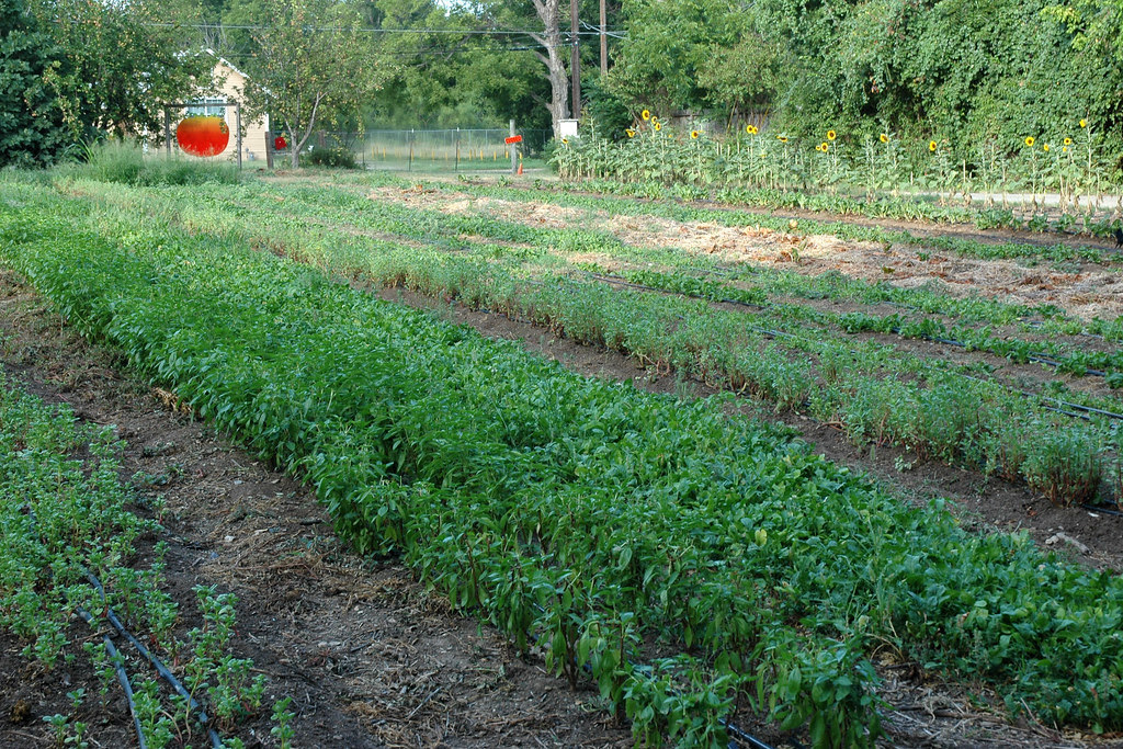 Field at Boggy Creek Farm