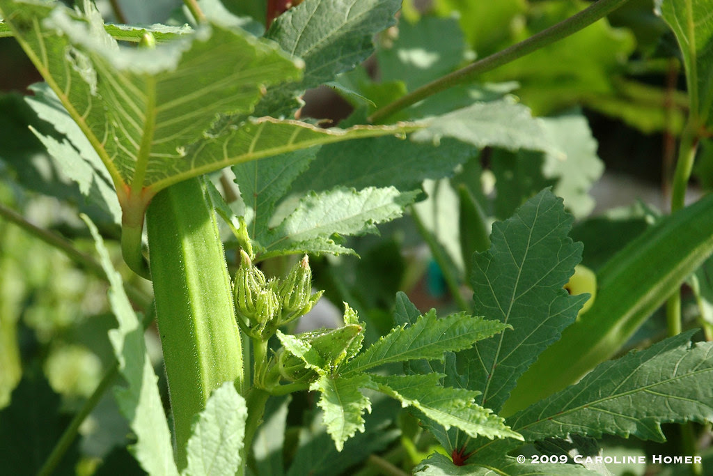 3550okra
