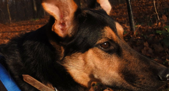 kastration_chip_hund_kosten — Die Hunde bellen