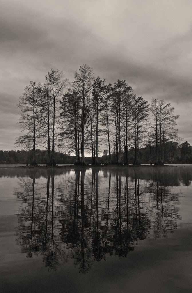 Cypress (2)