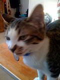 Itty Bit the kitten
